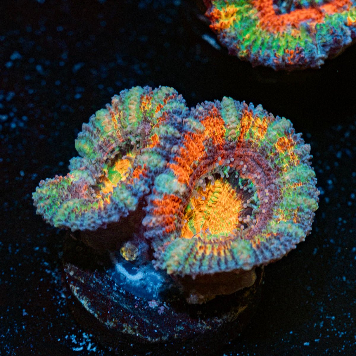Candy Crush Acan Coral with fleshy polyps in reef aquarium