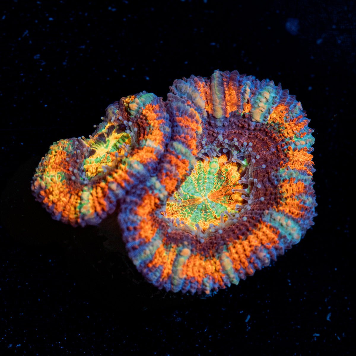 Candy Crush Rainbow Acan Coral with fleshy polyps in reef aquarium