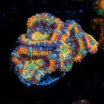 Candy Crush Rainbow Acan Coral with fleshy polyps in reef aquarium