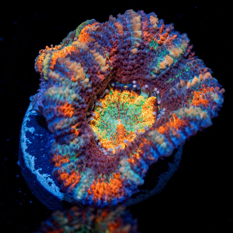 Candy Crush Rainbow Acan Coral with fleshy polyps in reef aquarium