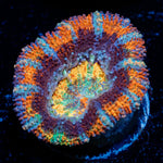 Candy Crush Rainbow Acan with fleshy polyps in reef aquarium