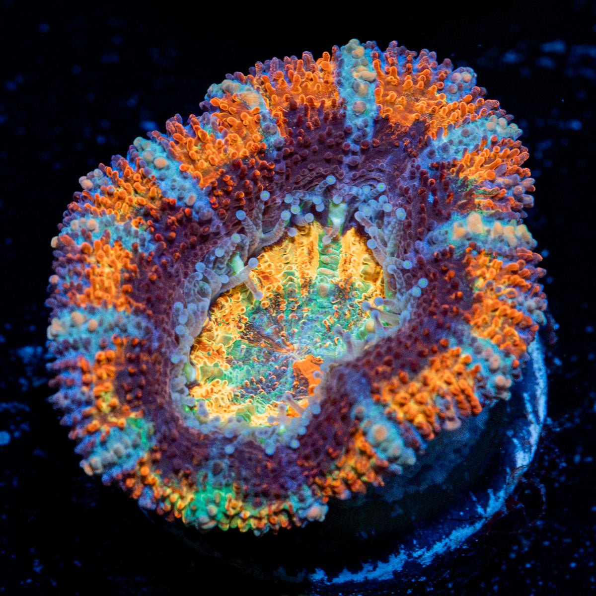 Candy Crush Rainbow Acan with fleshy polyps in reef aquarium