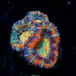 Candy Crush Rainbow Acan with fleshy polyps in reef aquarium