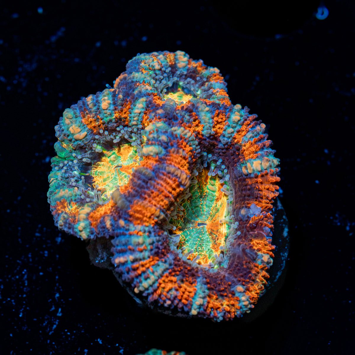 Candy Crush Rainbow Acan with fleshy polyps in reef aquarium