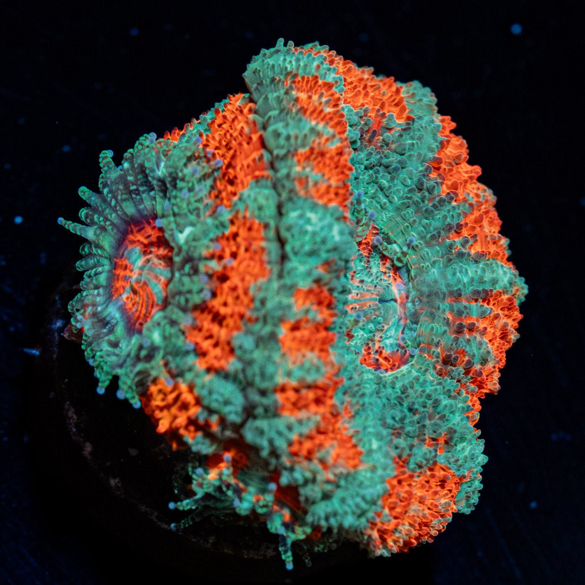 Captain Hook Asian Acan with colorful coral specimen in a saltwater aquarium