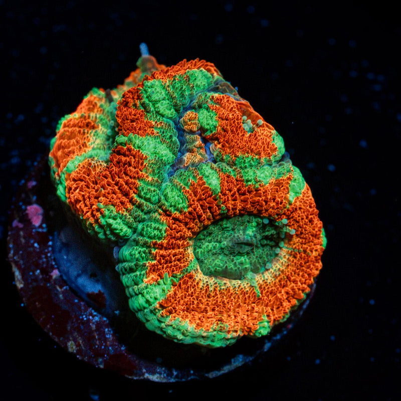 Captain Hook Asian Acan Coral with fleshy polyps in reef aquarium
