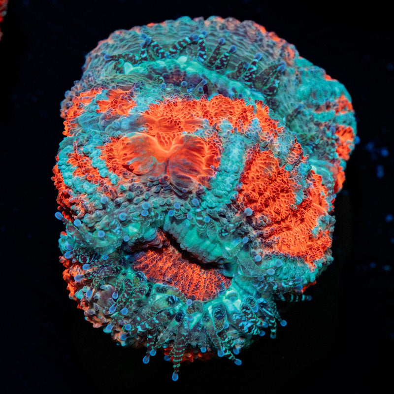 Captain hook Asian Acan Coral with fleshy polyps in reef aquarium
