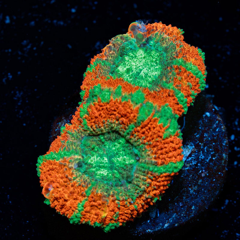 Captain hook Asian Acan Coral with fleshy polyps in reef aquarium