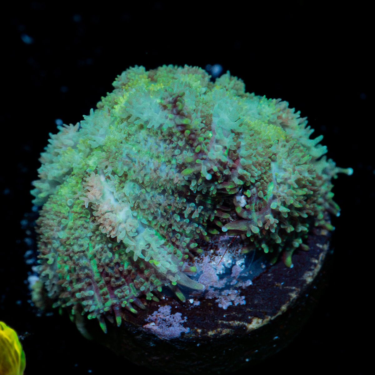 Carpet Bomb Mushroom Coral with distinctive mushroom disc in reef aquarium