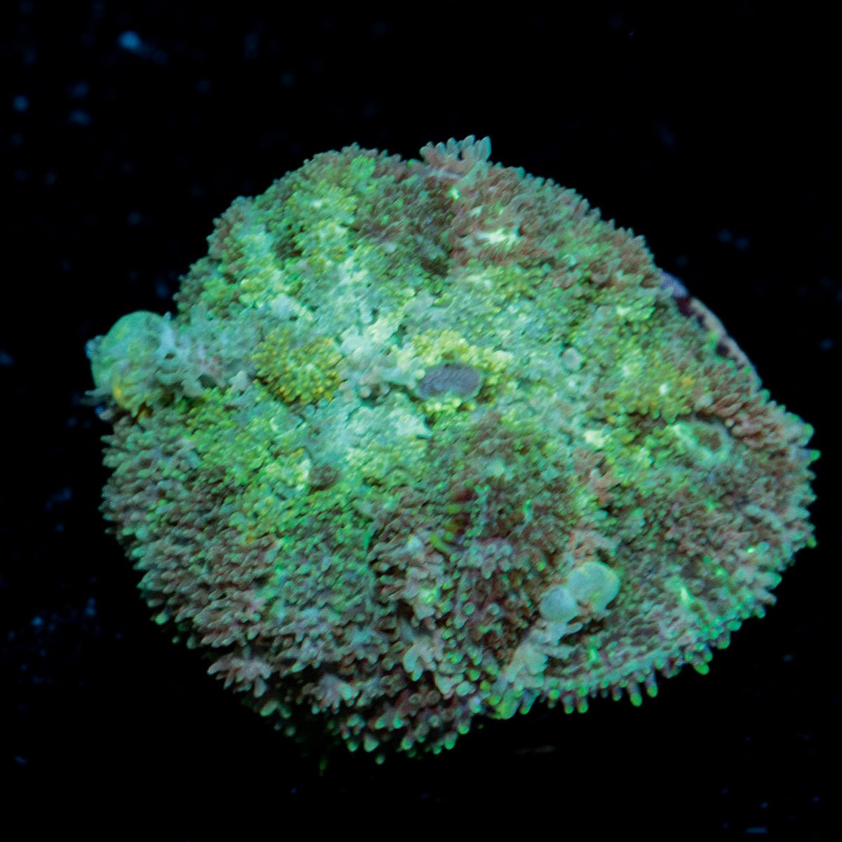 Carpet Bomb Mushroom Coral with distinctive mushroom disc in reef aquarium