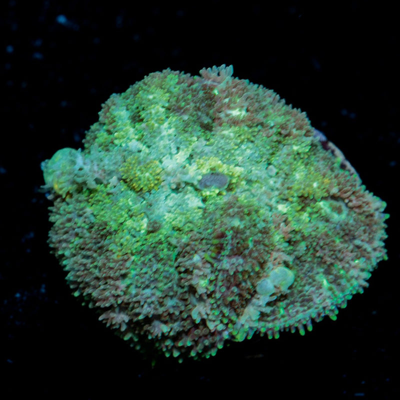 Carpet Bomb Mushroom Coral with distinctive mushroom disc in reef aquarium