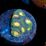 CB Angel Eye Favia Coral with encrusting growth in reef aquarium