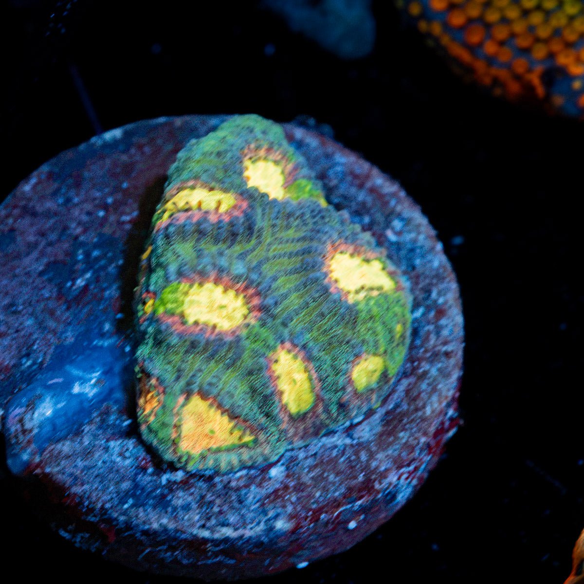 CB Angel Eye Favia Coral with encrusting growth in reef aquarium