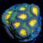 CB Angel Eye Favia Coral with encrusting growth in reef aquarium