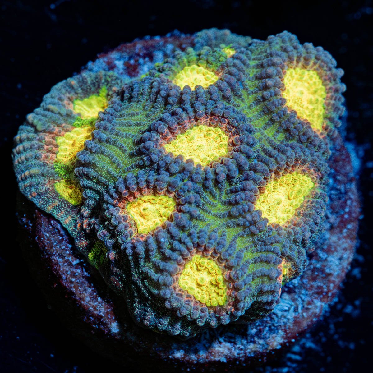 CB Angel Eye Favia Coral with encrusting growth in reef aquarium