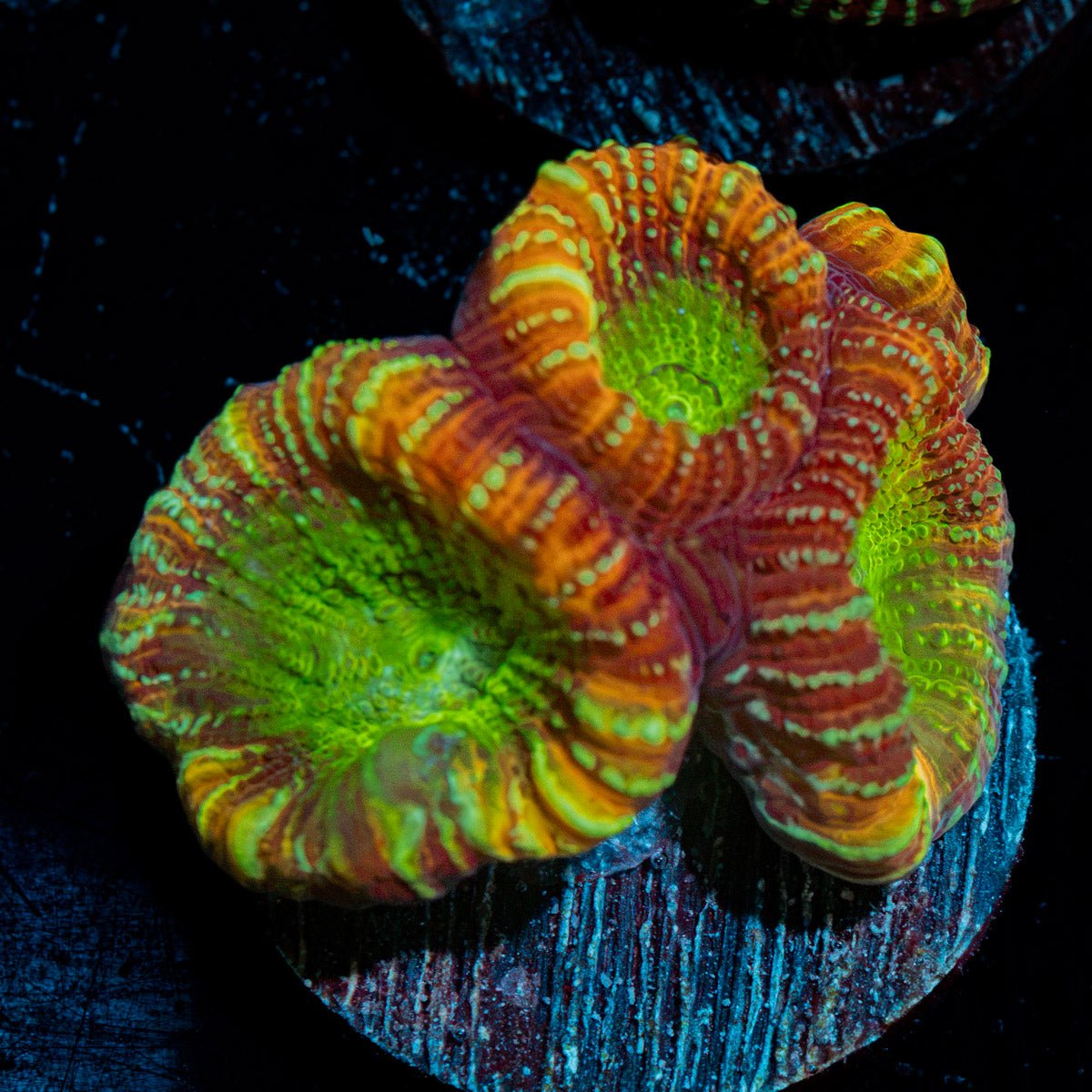 Charizard dips astraea Coral with encrusting growth in reef aquarium