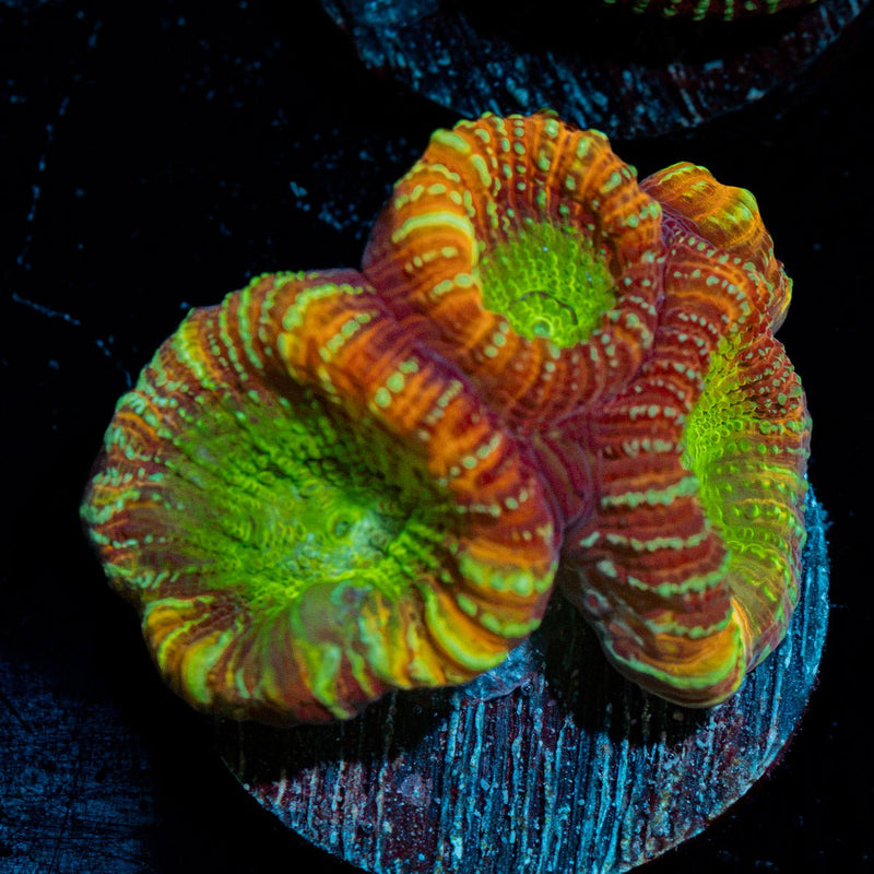 Charizard dips astraea Coral with encrusting growth in reef aquarium