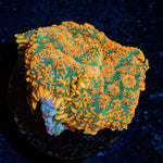 Charizard Mushroom Coral with orange mushroom disc in reef aquarium