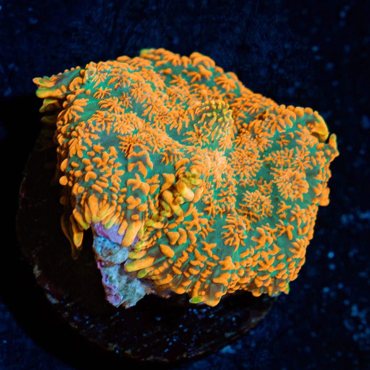 Charizard Mushroom Coral with orange mushroom disc in reef aquarium