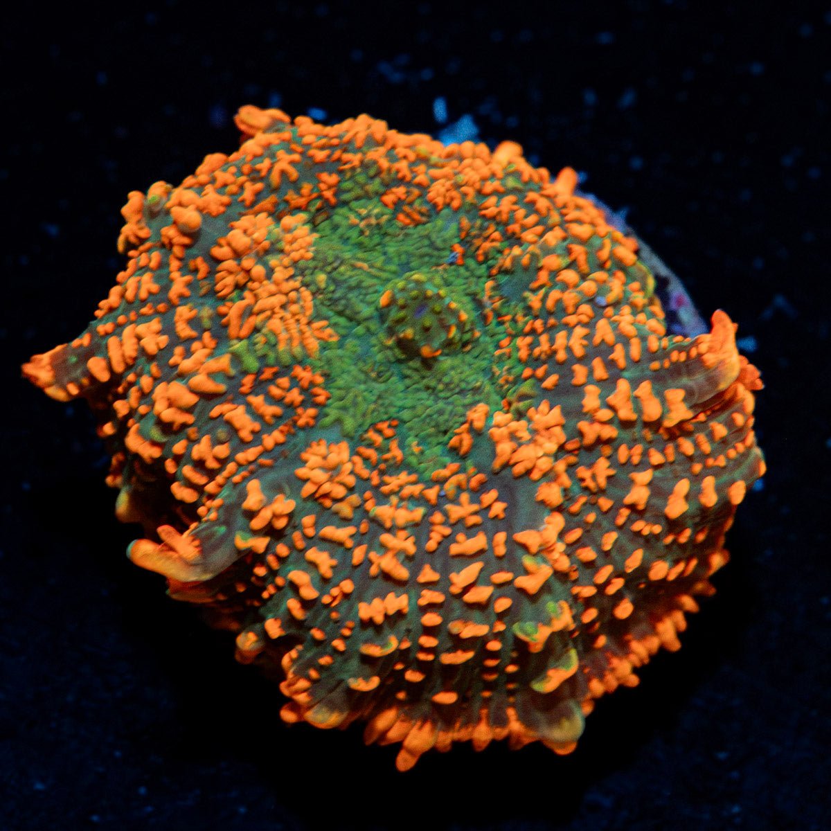 Charizard Mushroom Coral with orange mushroom disc in reef aquarium