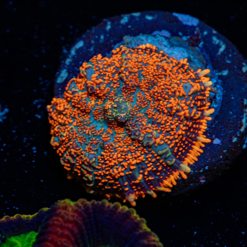 Charizard Rhodactis Mushroom Coral with mushroom disc in reef aquarium