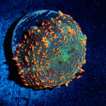 Charmander Mushroom Coral with orange mushroom disc in reef aquarium