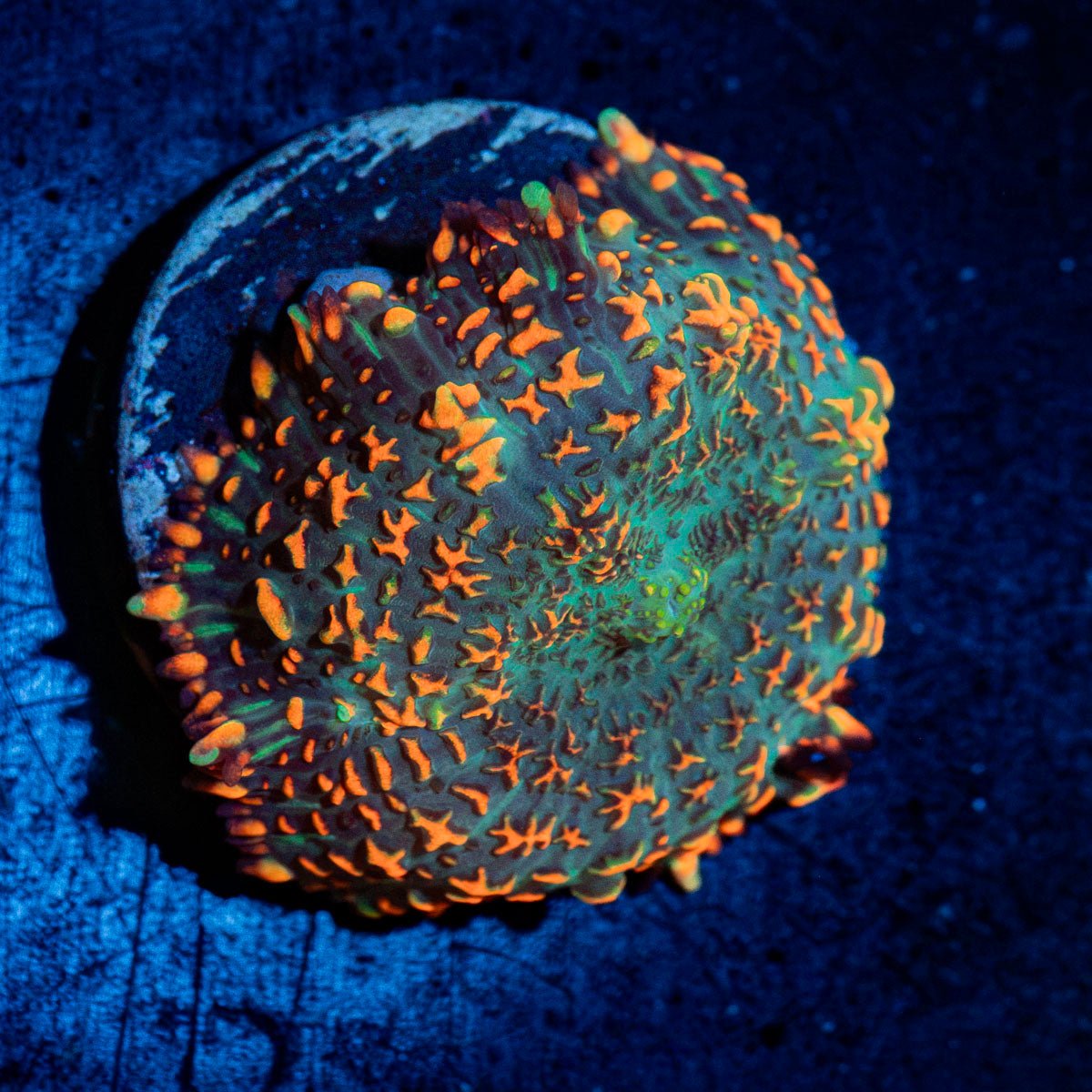 Charmander Mushroom Coral with orange mushroom disc in reef aquarium