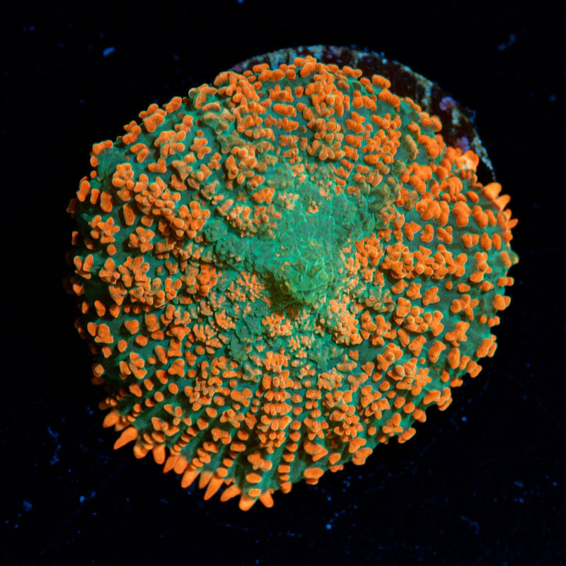 Charmander Rhodactis Mushroom Coral with orange mushroom disc in reef aquarium