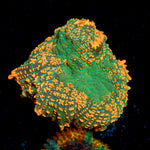 Charmander Rhodactis Mushroom Coral with mushroom disc in reef aquarium