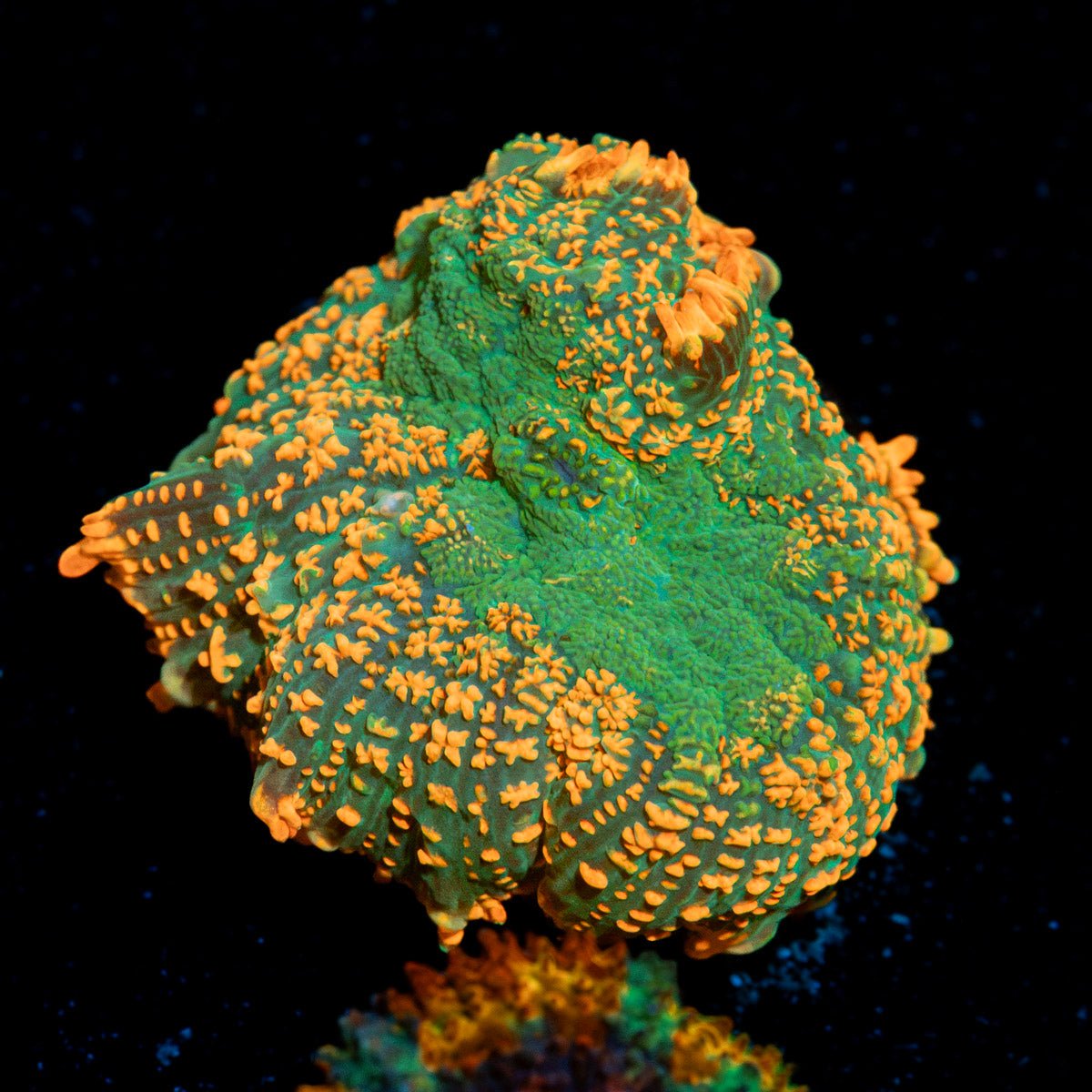 Charmander Rhodactis Mushroom Coral with mushroom disc in reef aquarium