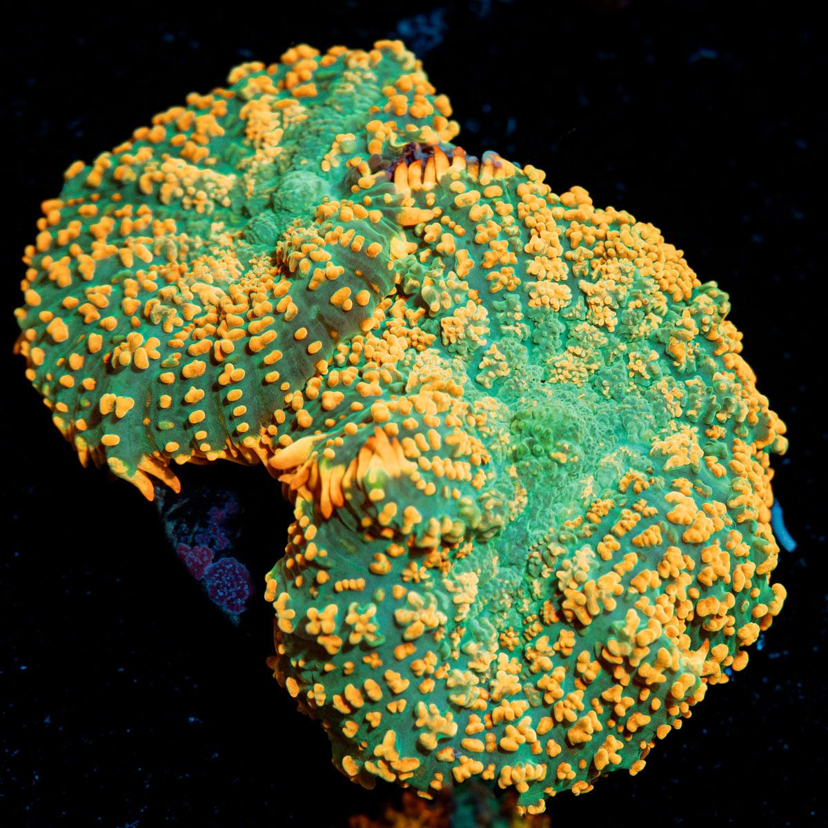 Charmander Rhodactis Mushroom Coral with mushroom disc in reef aquarium