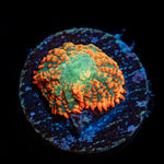 Charmander Rhodactis Mushroom Coral with mushroom disc in reef aquarium