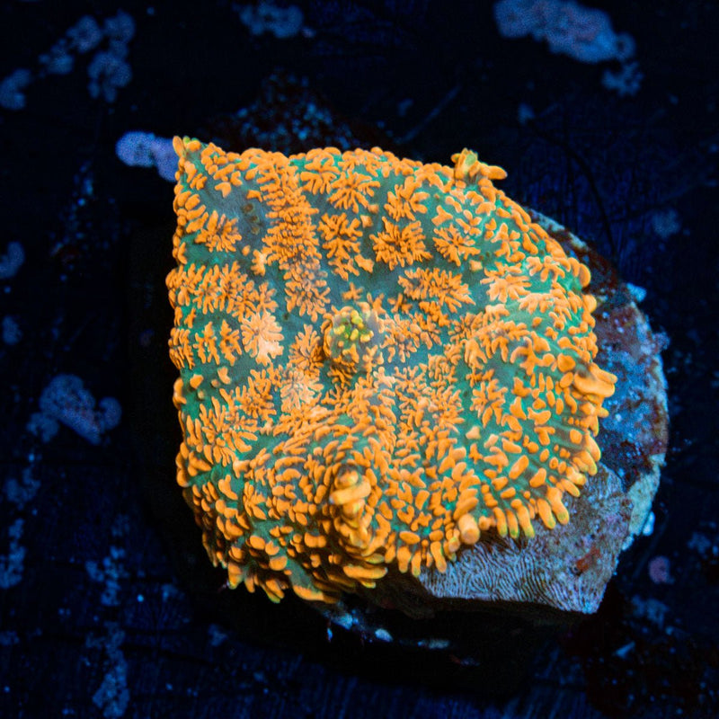 Charmander Rhodactis Mushroom Coral with mushroom disc in reef aquarium