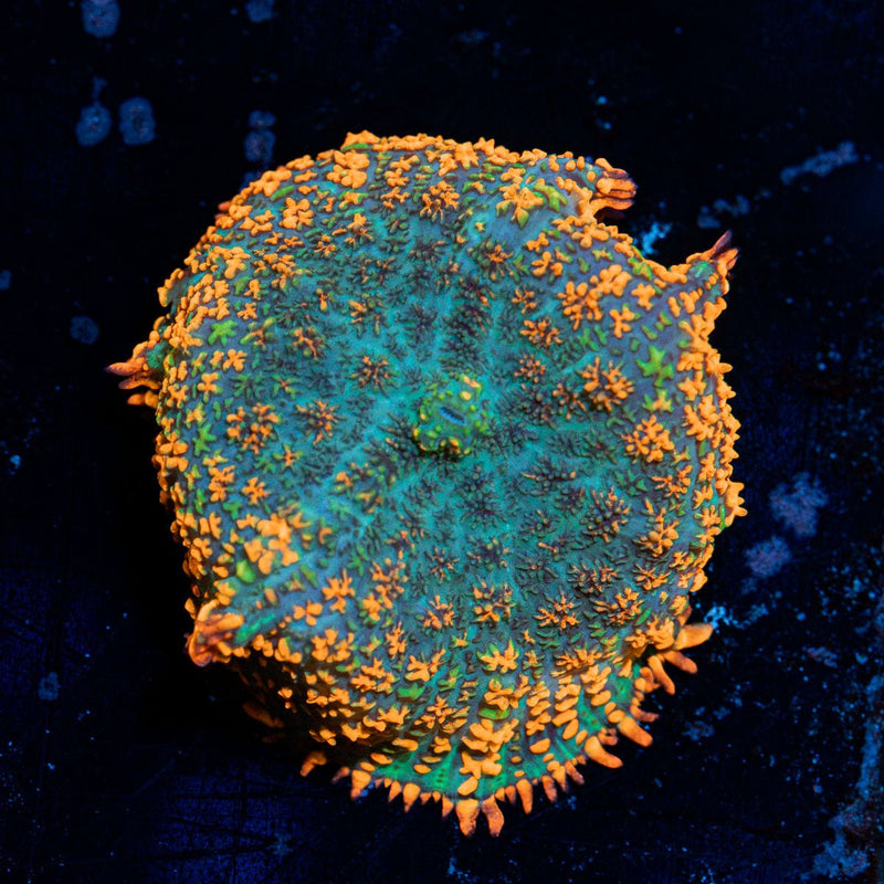 Charmander Rhodactis Mushroom Coral with orange mushroom disc in reef aquarium