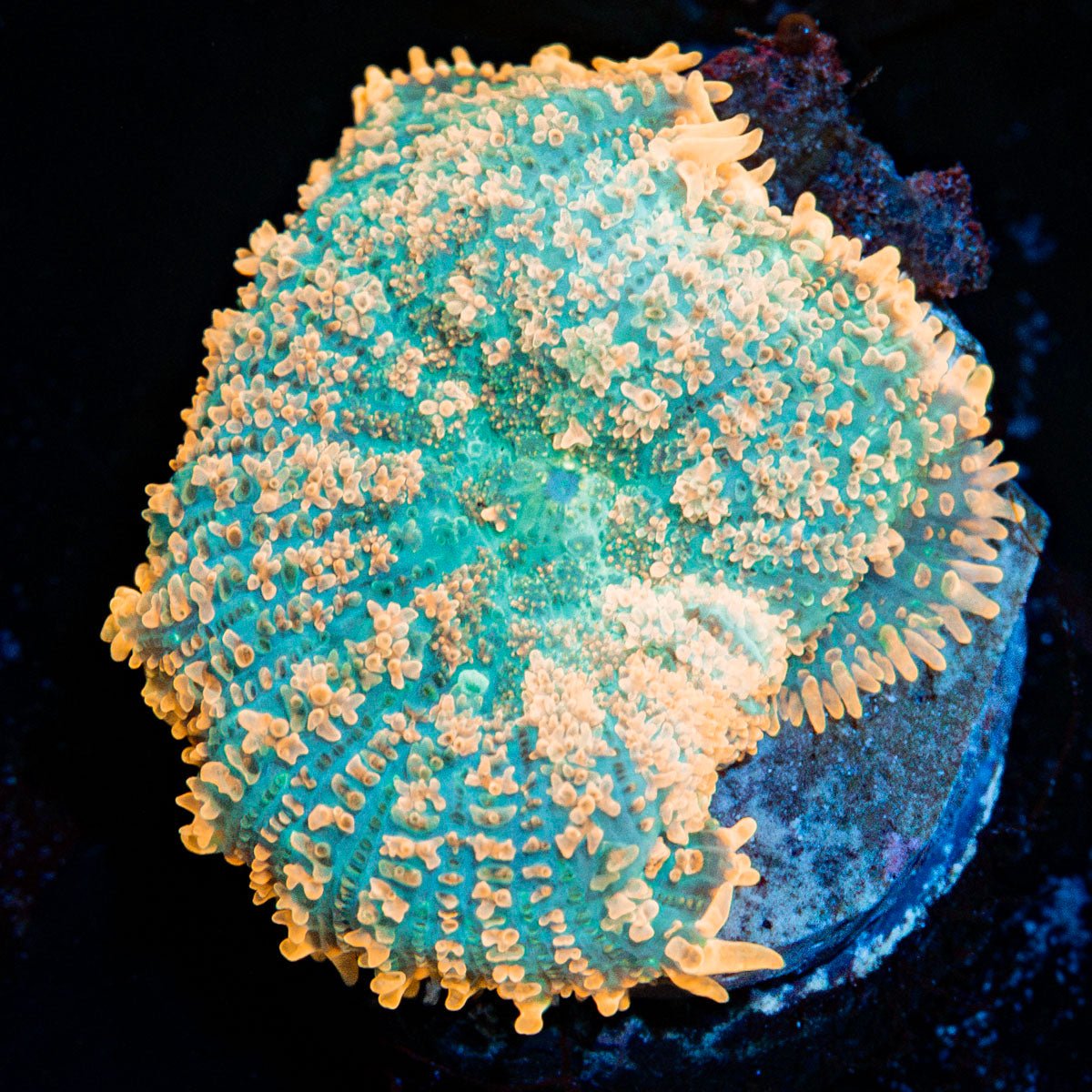 Charmander Rhodactis Mushroom Coral with mushroom disc in reef aquarium