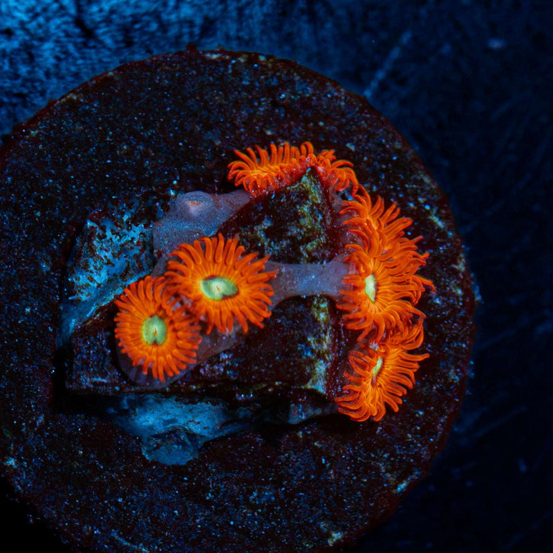 Charmander Zoanthid Coral
