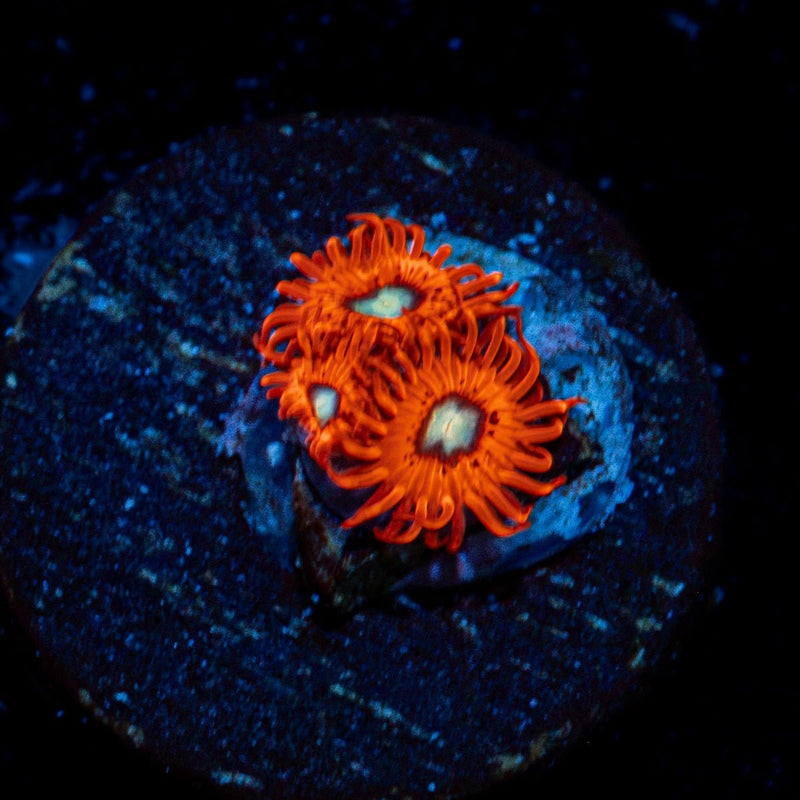 Charmeleon Zoanthid Coral with colony growth in reef aquarium