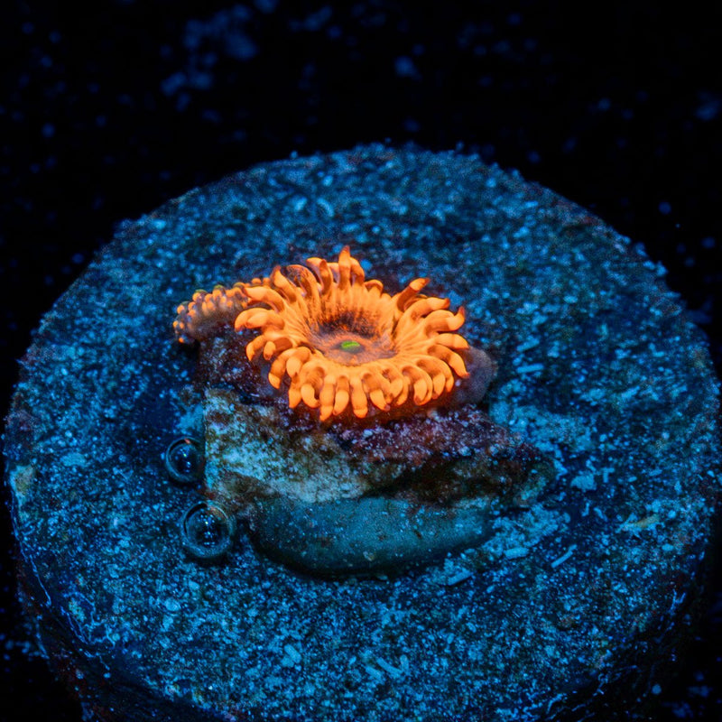 Cheesecake Mushroom Coral with distinctive mushroom disc in reef aquarium