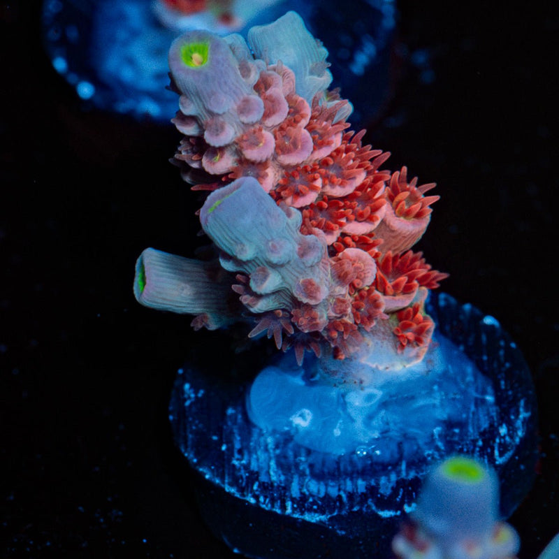 Cherry Bomb Acropora Coral with branching growth in reef aquarium