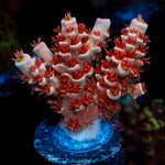 Cherry Bomb Tenuis Acropora Coral with branching growth in reef aquarium