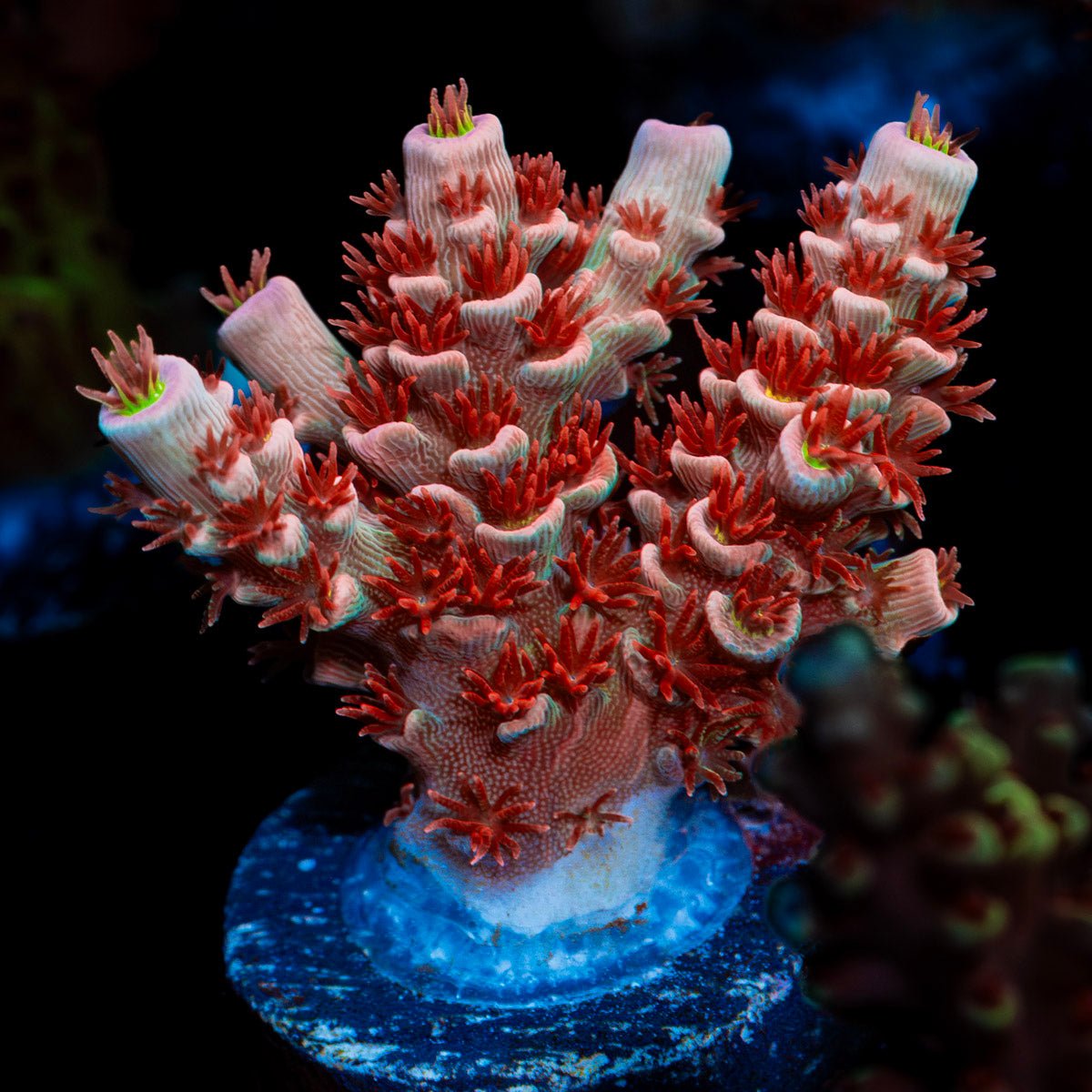 Cherry Bomb Tenuis Acropora Coral with branching growth in reef aquarium