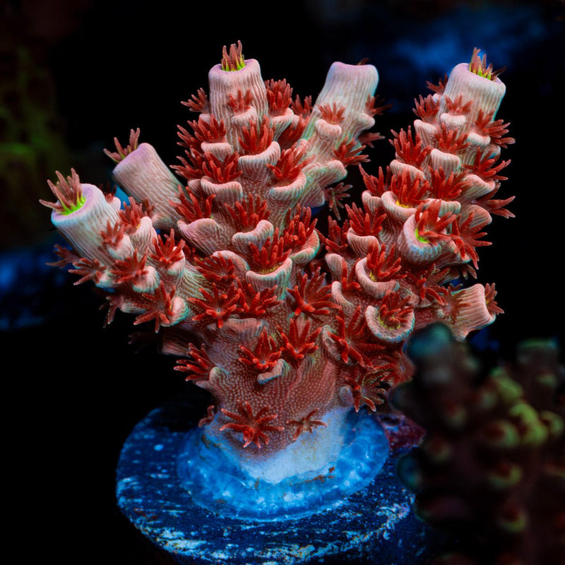 Cherry Bomb Tenuis Acropora Coral with branching growth in reef aquarium