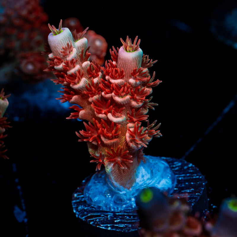 Cherry Bomb Tenuis Acropora Coral with branching growth in reef aquarium