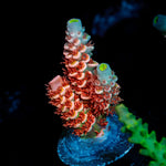 Cherry Bomb Tenuis Acropora Coral with branching growth in reef aquarium