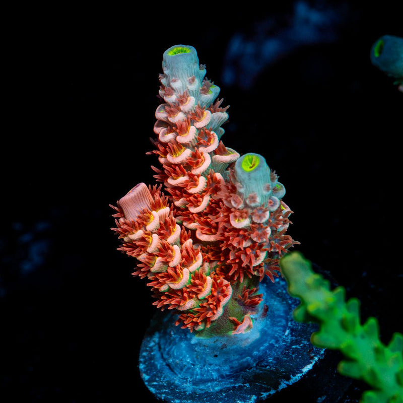 Cherry Bomb Tenuis Acropora Coral with branching growth in reef aquarium
