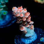 Cherry Bomb Tenuis Acropora Coral with branching growth in reef aquarium