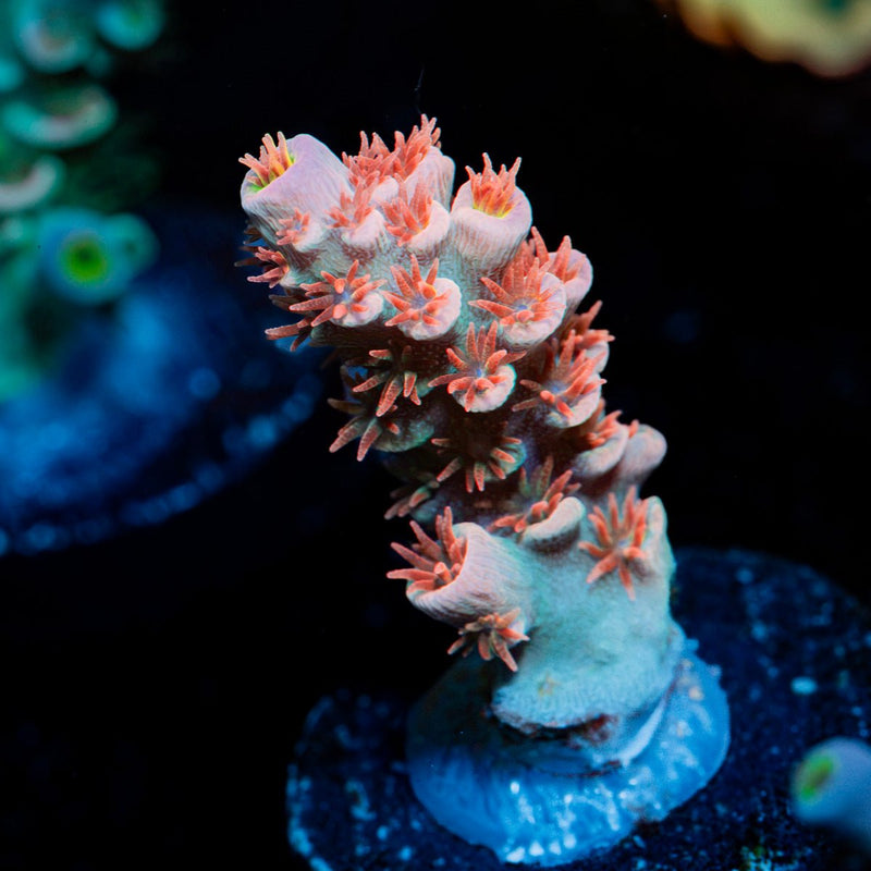 Cherry Bomb Tenuis Acropora Coral with branching growth in reef aquarium