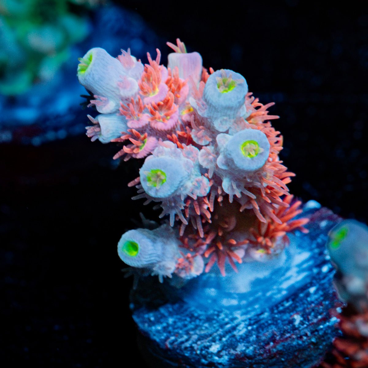 Cherry Bomb Tenuis Acropora Coral with branching growth in reef aquarium