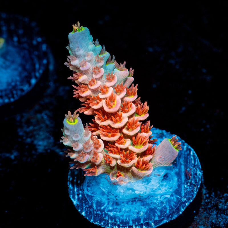Cherry Bomb tenuis Acropora Coral with branching growth in reef aquarium