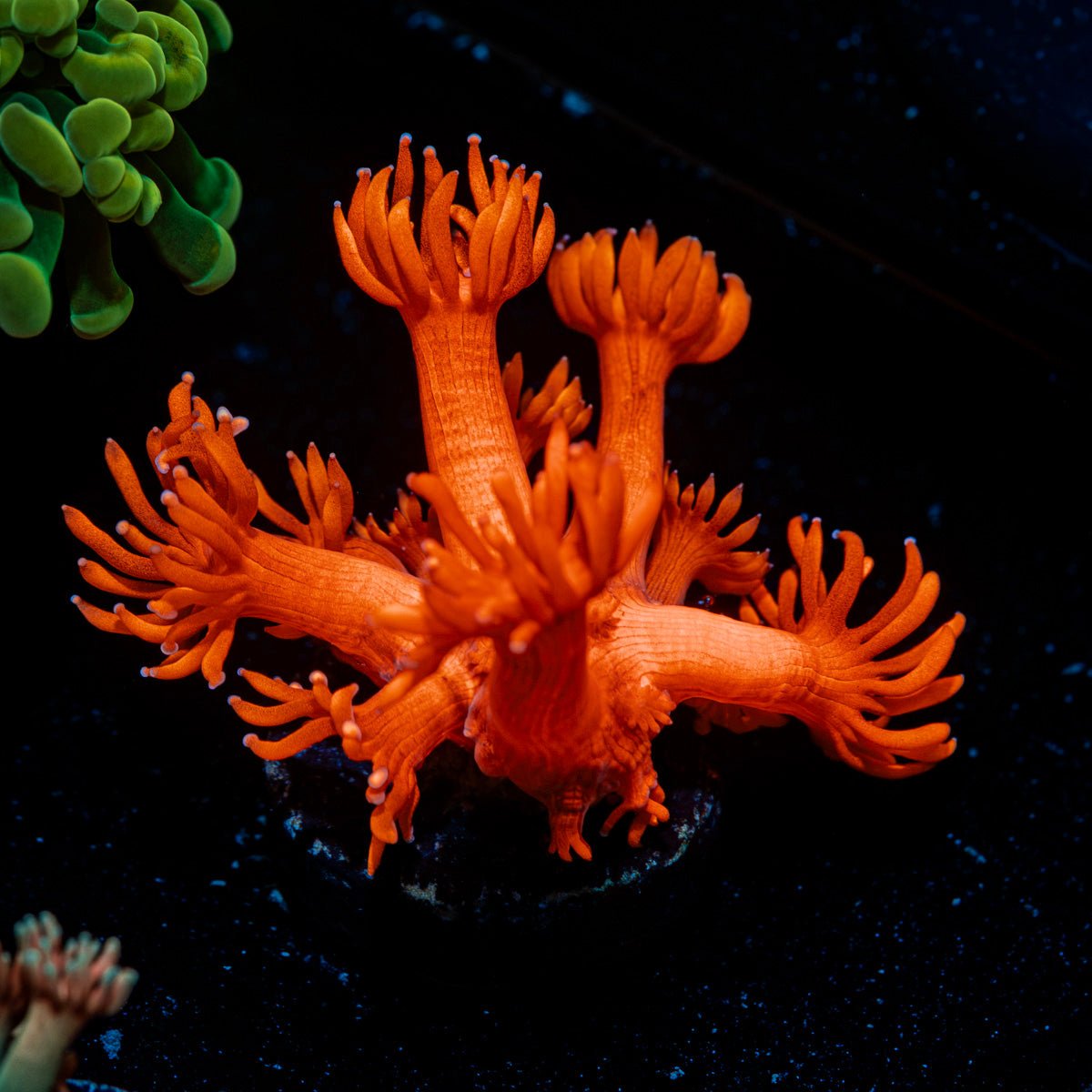 Cherry Tree Goniopora Coral with flower-like polyps in reef aquarium